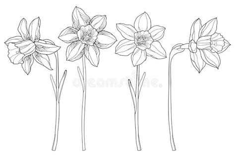 Daffodil Clipart Black And White