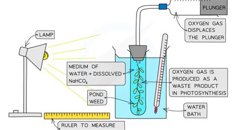 Investigating Rate Of Photosynthesis Core Practical 10 Unit 6