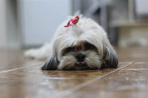 Cómo cuidar y entrenar a tu Shih Tzu Mini Guía completa