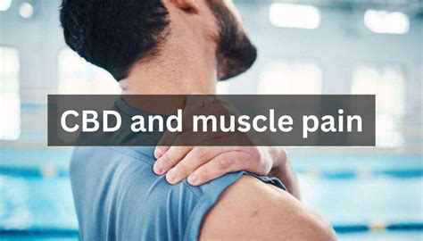 Cbd And Muscle Pain Managing Discomfort Naturally