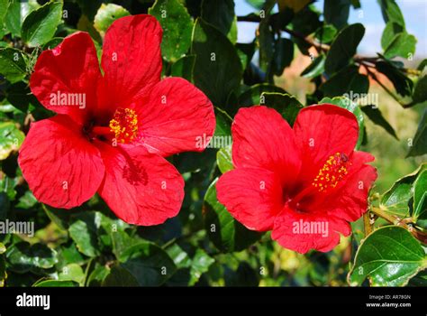 Red Hibiscus Flowers Taba Heights Sinai Peninsula Republic Of Egypt