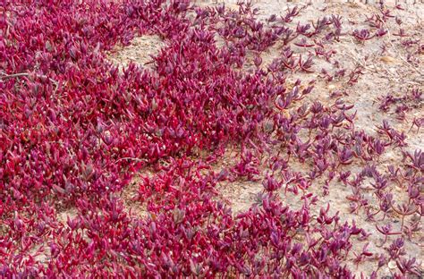 glasswort, glasswort Salicornia europaea, Salt tolerant plants on