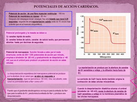 CICLO CARDÍACO Y POTENCIALES DE ACCIÓN MIOCARDICOS. | Blog de