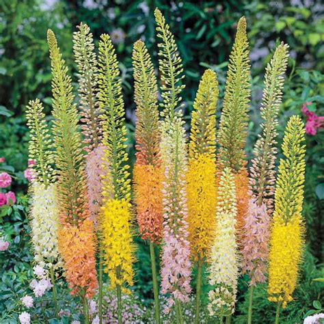 Foxtail Lily Mix | Eremurus | Spring Hill Nurseries