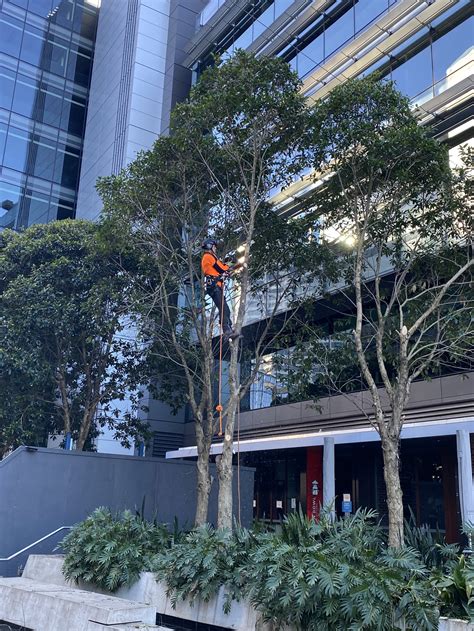 Darling Quarter Upgrades — Regal Innovations | Commercial Landscaping