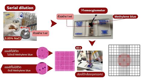 Viability Methylene