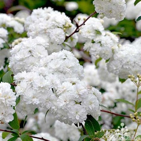 Spirea Cantoniensis May Bush Australian Plants Hedging Plants Plants