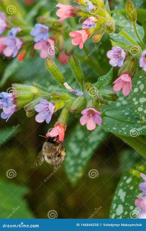 La Abeja Coa Alas Vuela Lentamente A La Planta Recoge El N Ctar Para