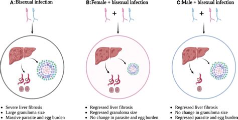 Frontiers Single Sex Schistosomiasis A Mini Review