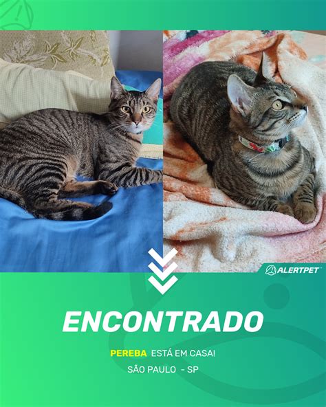 Gato Encontrado São Paulo SP Pereba AlertPet