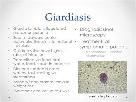 Antibiotics For Stomach Parasites