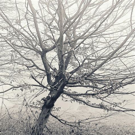 Premium Photo Bare Tree On Field