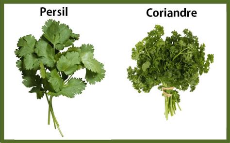 Quelle est la différence entre le persil et la coriandre Cuisine de