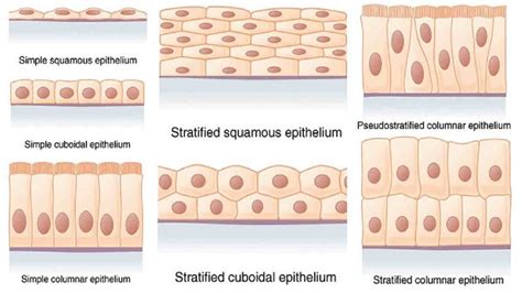 Macam Jaringan Epitel Beserta Gambar 52 Koleksi Gambar