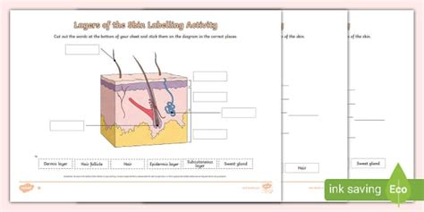 Layers Of The Skin Differentiated Labelling Activity