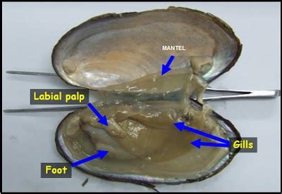 Pelecypoda Mollusca : Kerang Penghasil Mutiara | Alam Indah