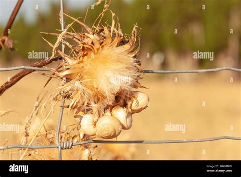 Dried Thistle Flower Silybum Marianum With White And Yellow Snails