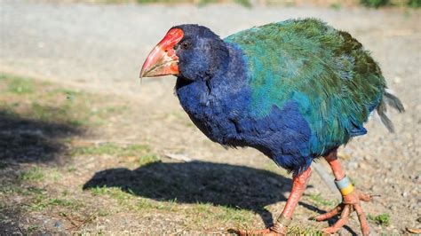 Takahe bird once thought to be extinct returns to the wild | indy100