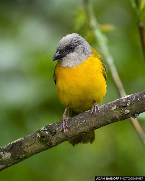 Grey Headed Tanager Entreaguas Ibague Tolima Colombia Eucometis