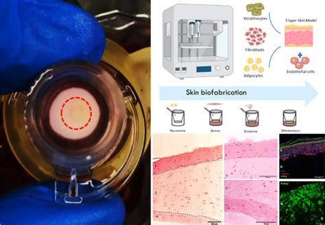 Pesquisadores Brasileiros Criam Pele Artificial Em Impressora 3D