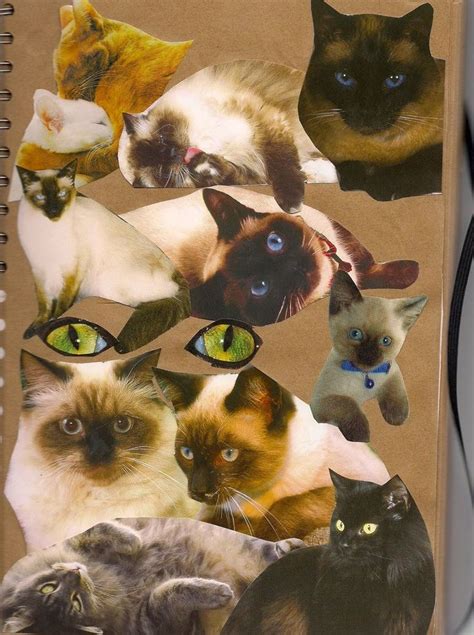 Cat Collage By Gaarakun12 On Deviantart Cat Collage Cats Kittens Cutest