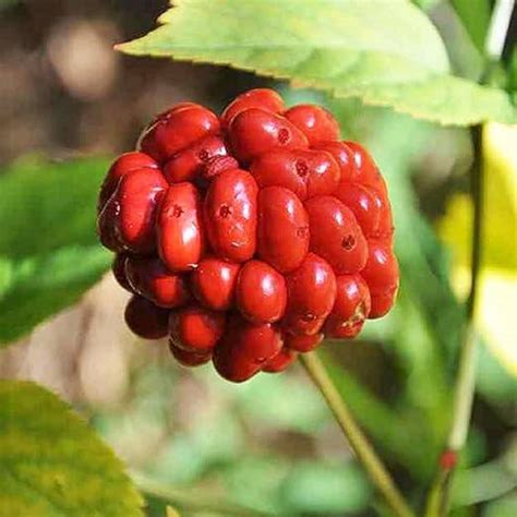 CHUXAY GARDEN American Ginseng Seed 200 Seeds Panax India | Ubuy