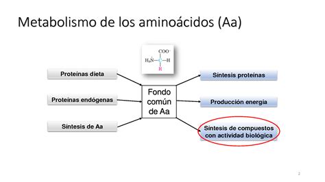 Solution Clase Destino De Los Amino Cidos Studypool