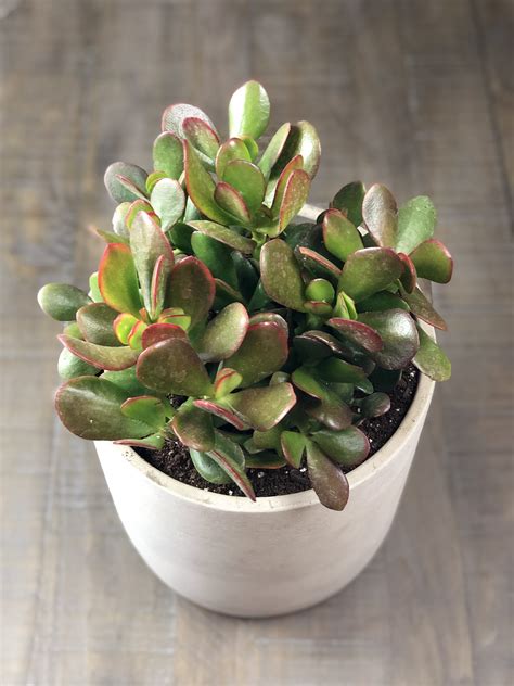 How to Care for a Jade Plant – NATALIE LINDA