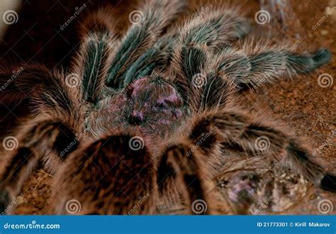 Tarantula Close Up Tarantula Spider Isolated On White Background