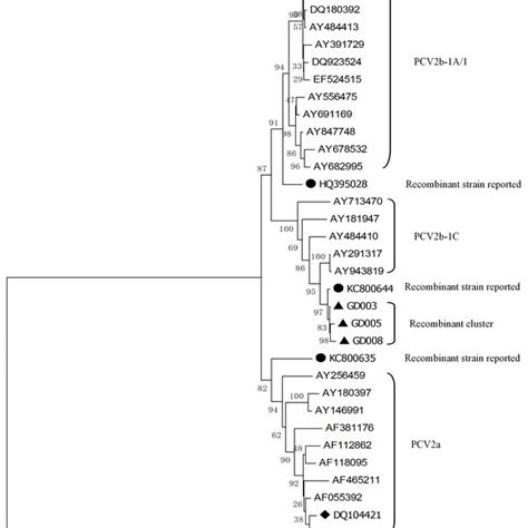 Phylogenetic Analysis Of The Three Novel Strains And Reference Pcv