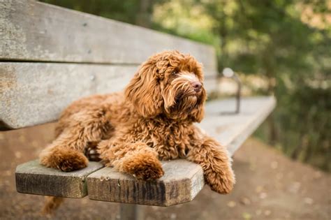 Labradoodle Full Grown Size