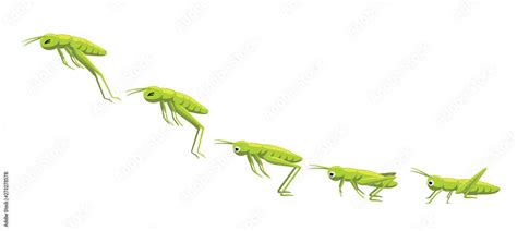 Grasshopper Jumping Frame Sequence Animation Cartoon Vector Illustration Vector De Stock Adobe