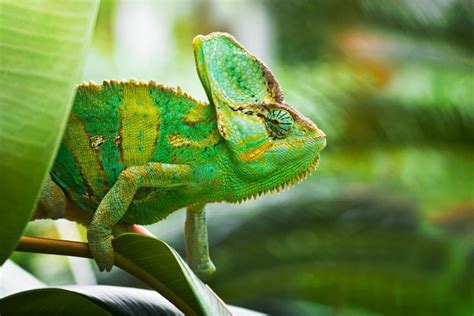 Por Qu Los Camaleones Tienen Una Habilidad De Cambiar De Color