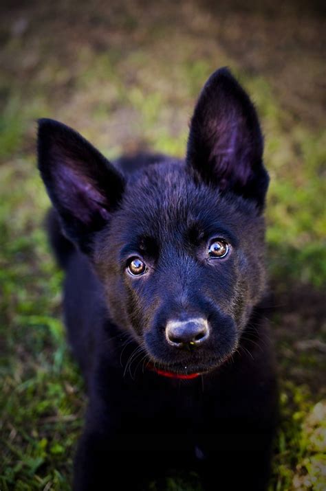 Why Are German Shepherds Black
