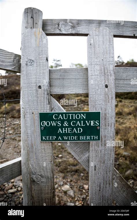 Sign On A Wooden Farm Gate Warning Cows And Calves Ahead Keep A Wide