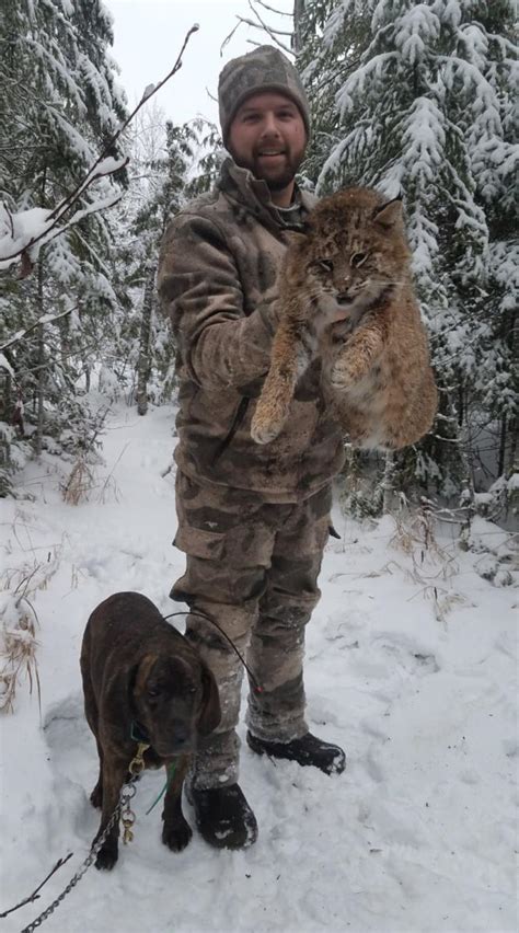 Bobcat Hunting With Hounds Maine Bobcat Hunting Guided Bobcat Hunts