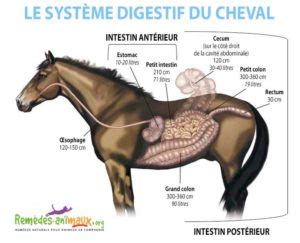 Comprendre le pH du système digestif du cheval Remèdes Naturels pour