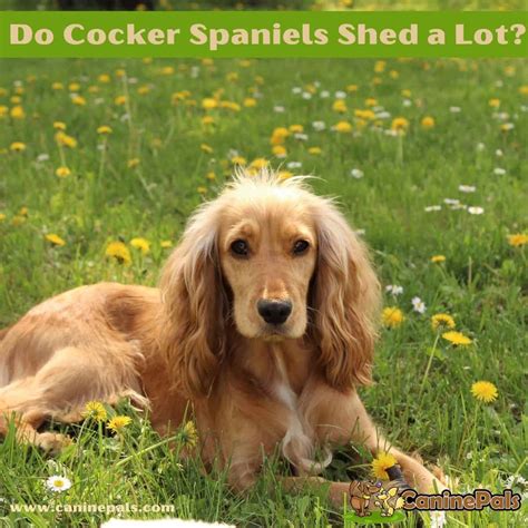 Do Cocker Spaniel Puppies Shed