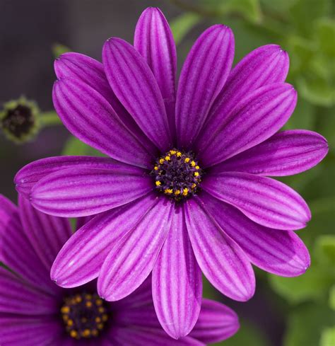 File:Purple flower (4764445139).jpg