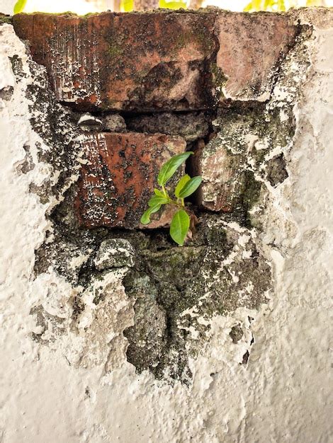 Planta Verde Trepadora Que Crece En La Pared De Ladrillos Antiguos De