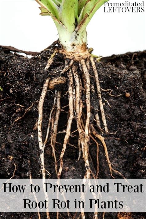 Root Rot Can Take Your Plants Down Quickly Keep Your Plants Thriving