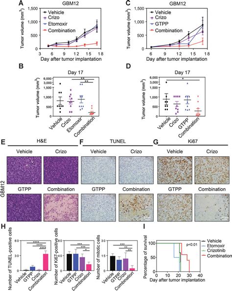 Dual Inhibition Of Cpt1a Or Trap1 And C Met Elicits Growth Reduction Of Download Scientific