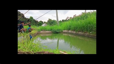 Mancing Ikan Nila Umpan Lumut YouTube