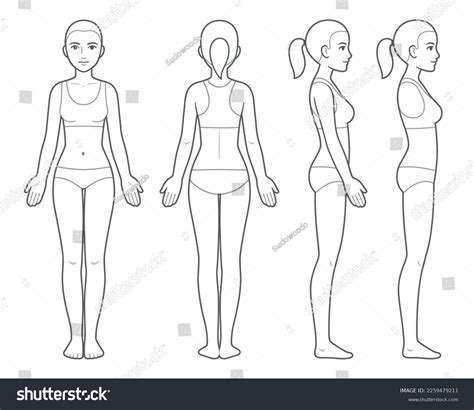 Female Body Anatomy Chart Healthy Young เวกเตอรสตอก ปลอดคา