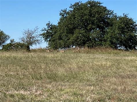 Central Texas - Mills County - Deer Season Lease 350 acres 4 guns $3300