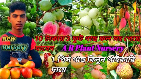 10 টাকায় 3 ফুট গাছ ফল সহ পেয়ে যাবেন Ar Plant Nursery 1 পিস গাছ কিনুন