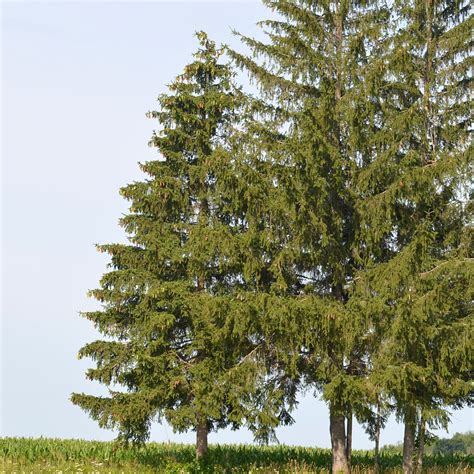 Different Types Of Spruce Trees