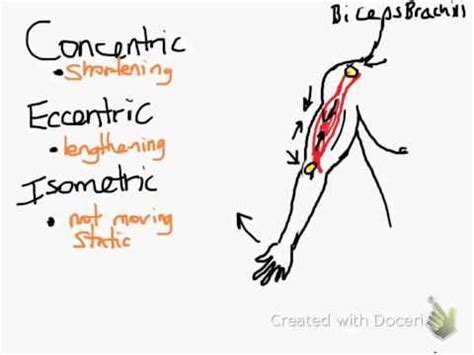 What is a isometric contraction