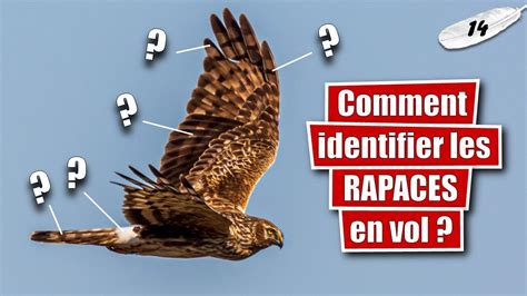 Identifier Un Oiseau Sp Cial Rapaces Diurnes En Vol Llt Youtube