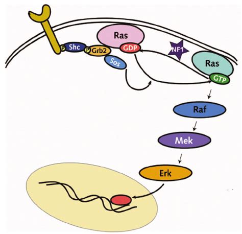 Ras signaling pathway. | Download Scientific Diagram